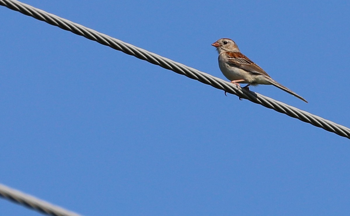 Field Sparrow - ML355788371