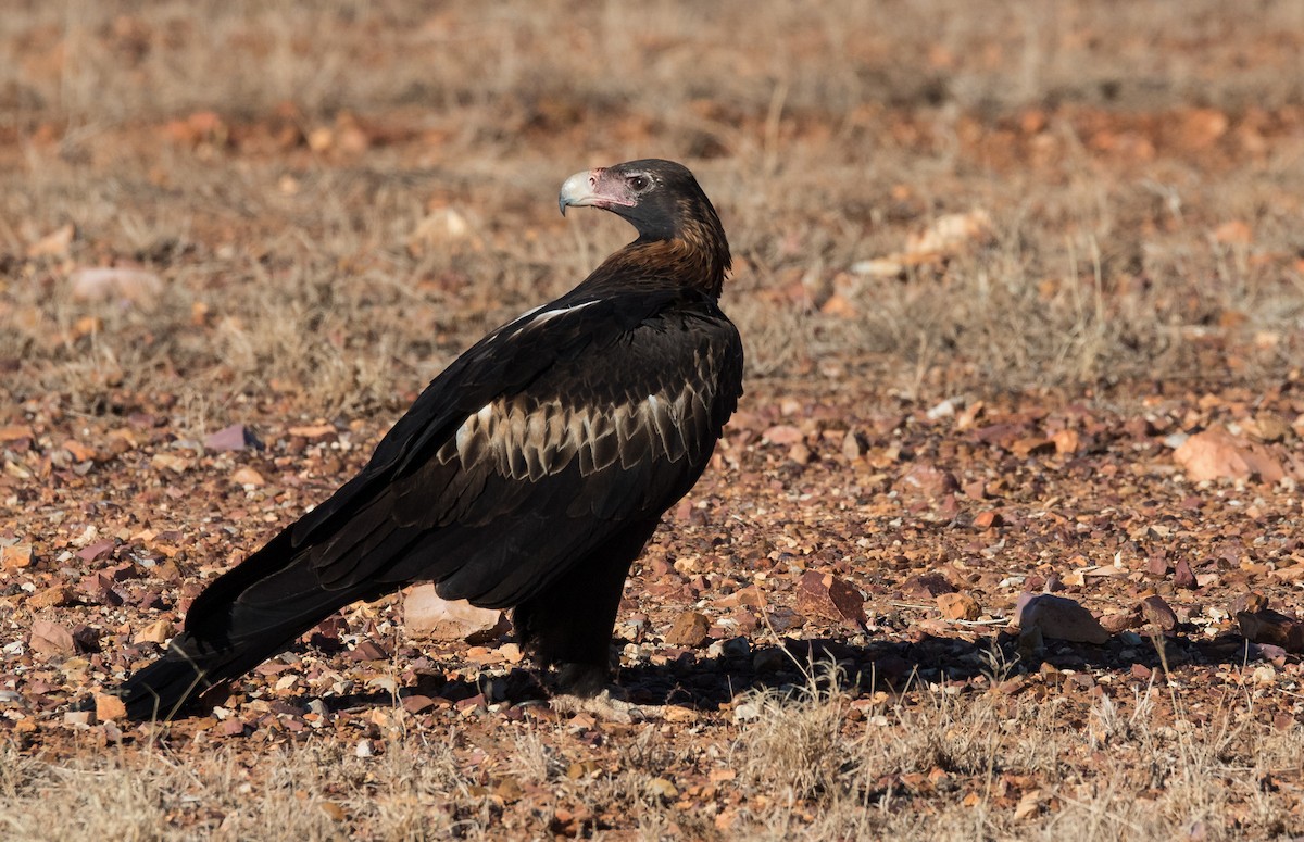 Wedge-tailed Eagle - ML355803921
