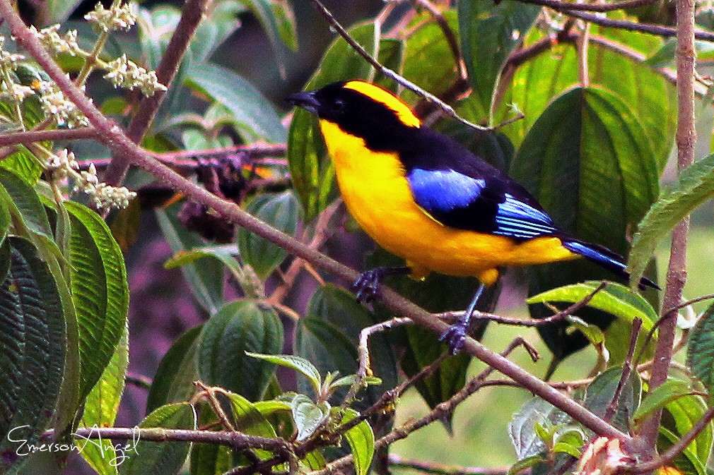 Blue-winged Mountain Tanager - ML355805731