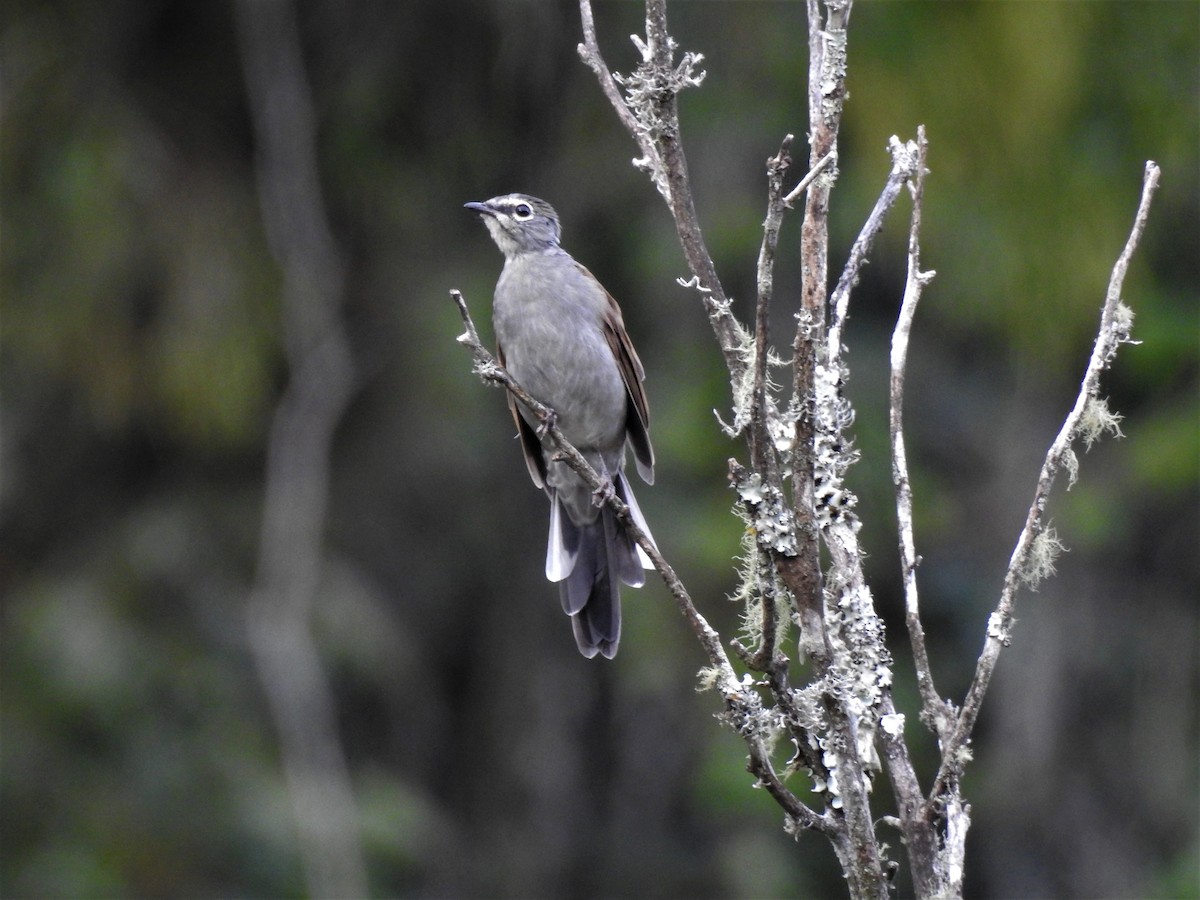 Brown-backed Solitaire - ML355806931