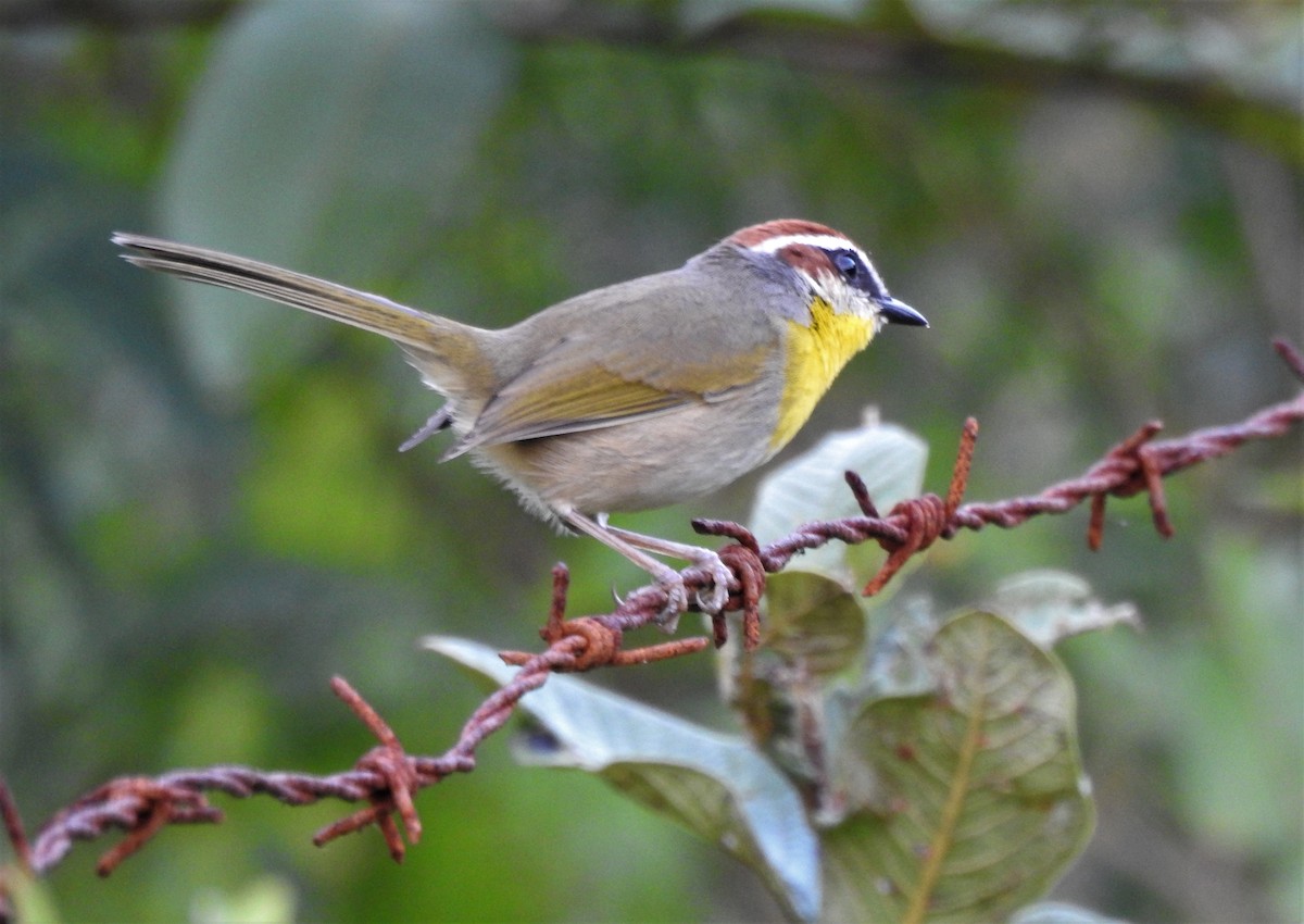 Rufous-capped Warbler - ML355808731