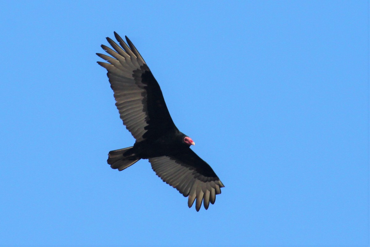 Turkey Vulture - ML355812801