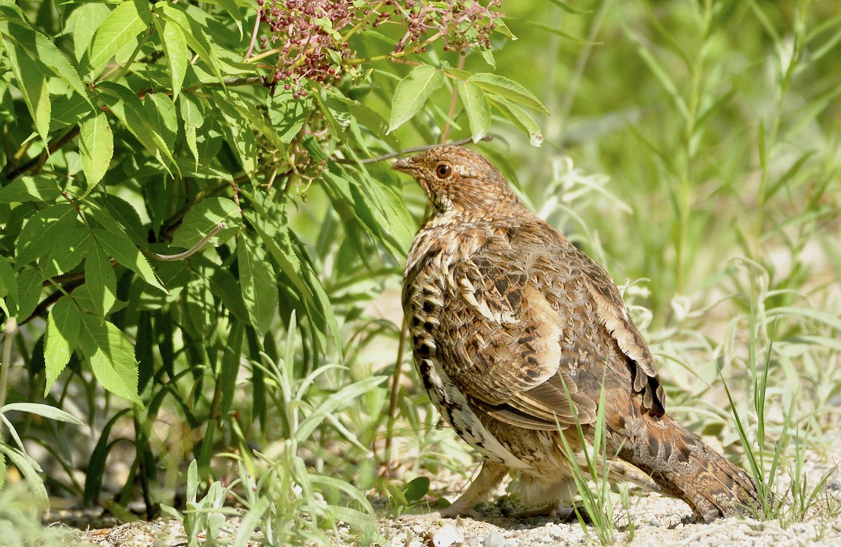 Ruffed Grouse - Oliver Patrick