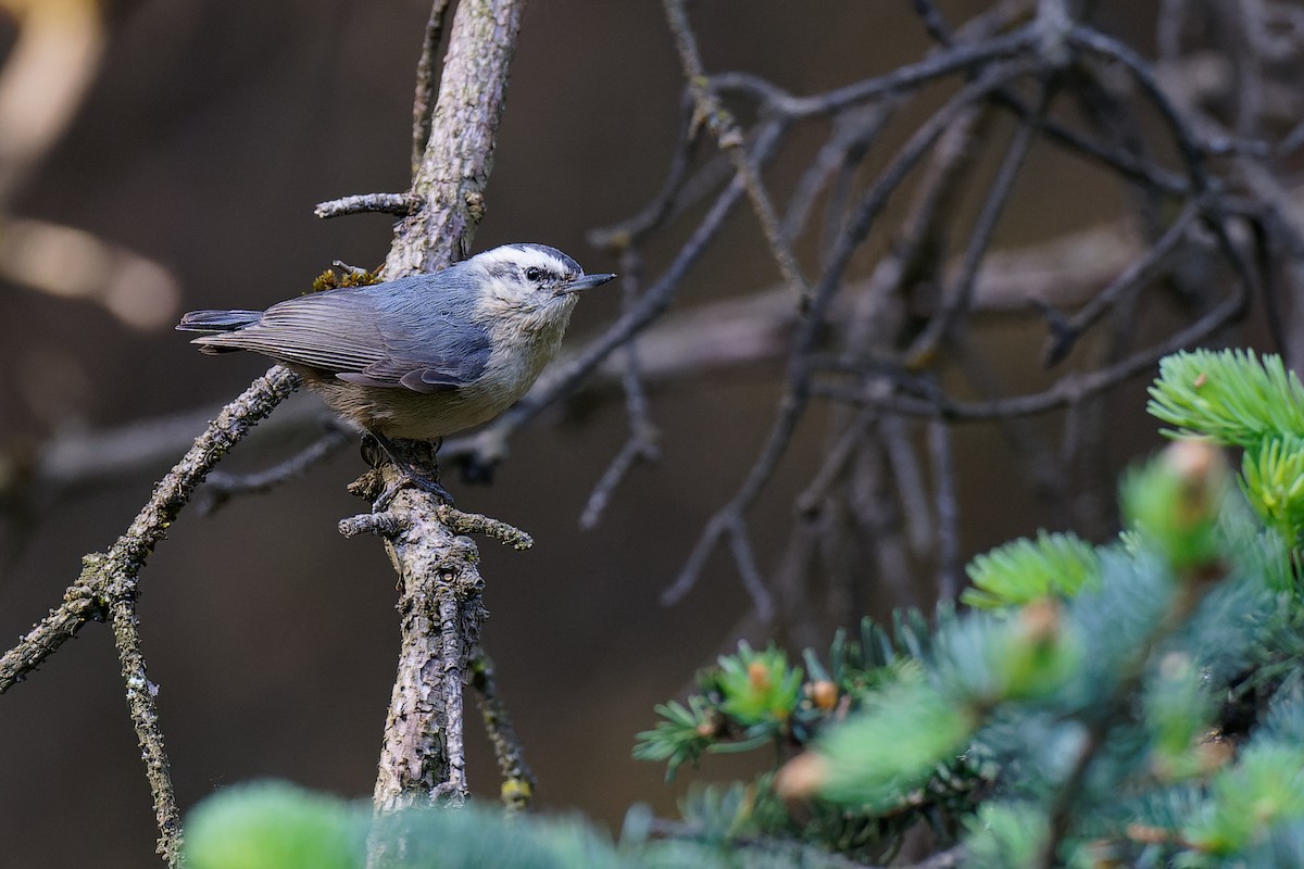 Snowy-browed Nuthatch - Vincent Wang