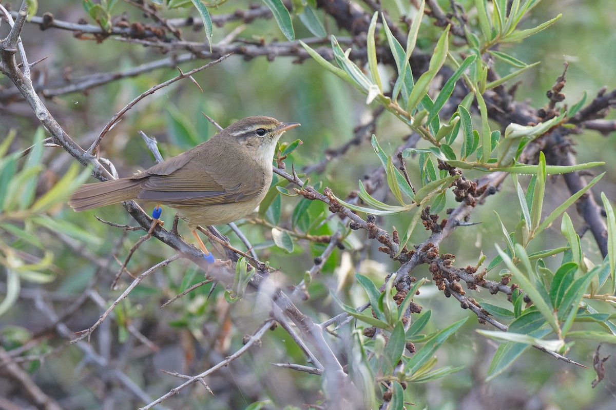 Yellow-streaked Warbler - Vincent Wang