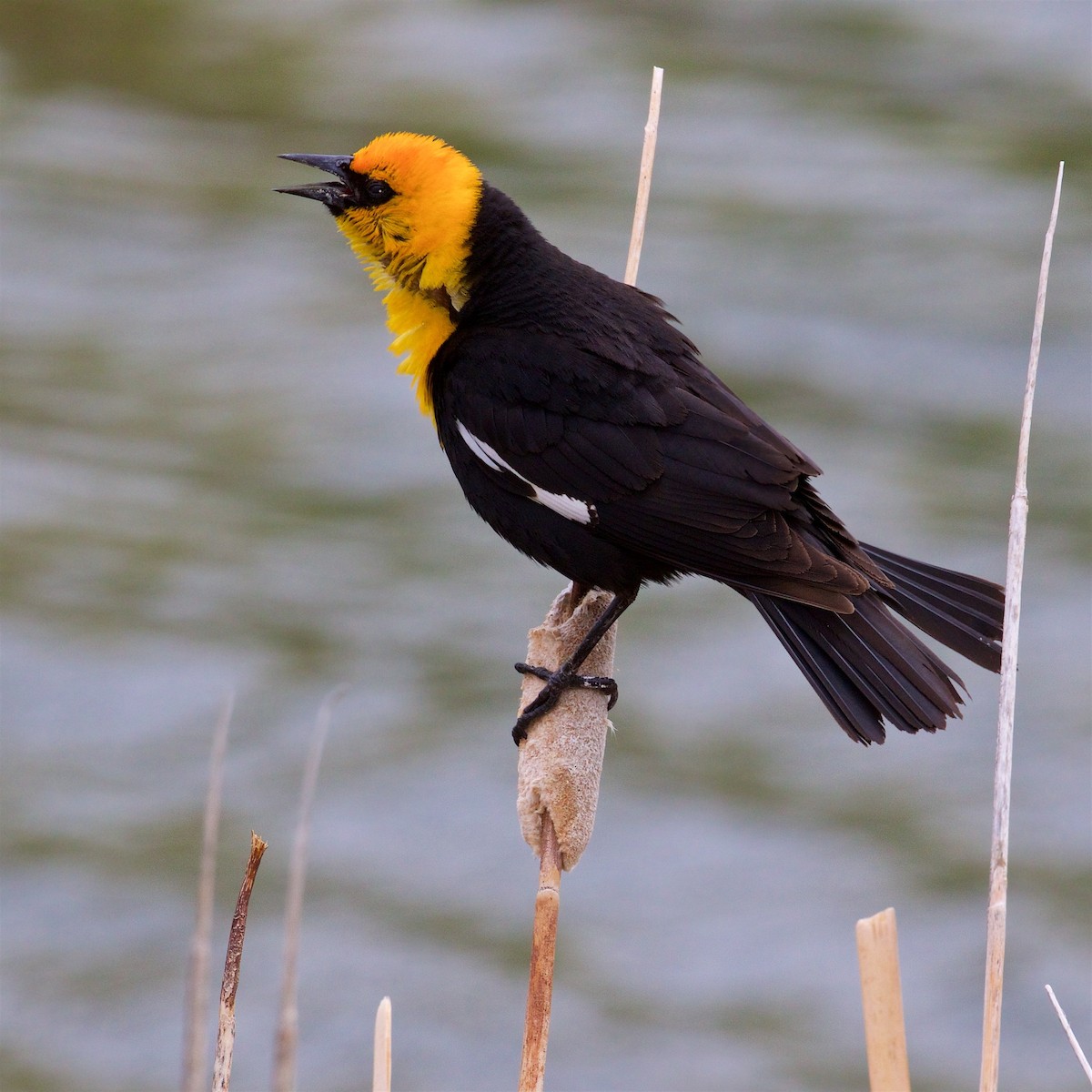 Yellow-headed Blackbird - ML355820121