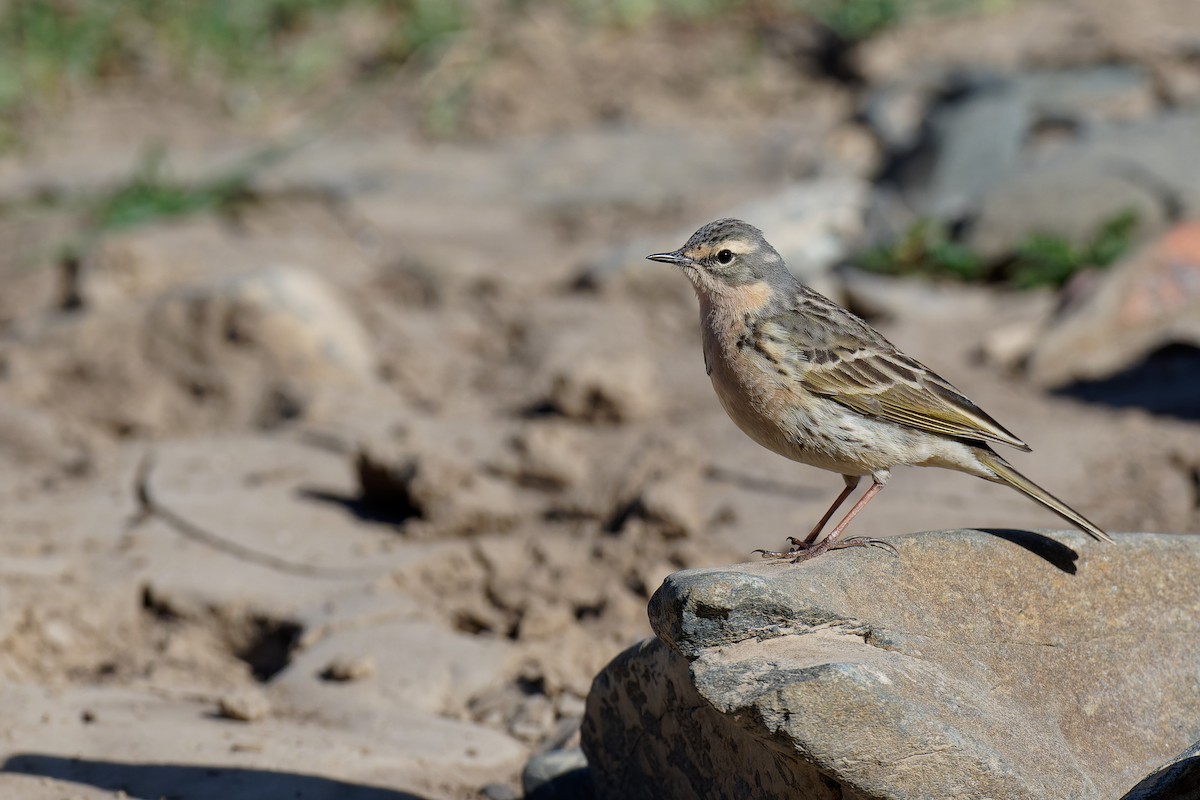 Rosy Pipit - ML355823621