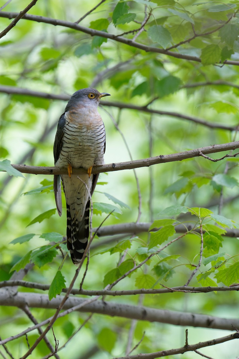 Common Cuckoo - ML355825941
