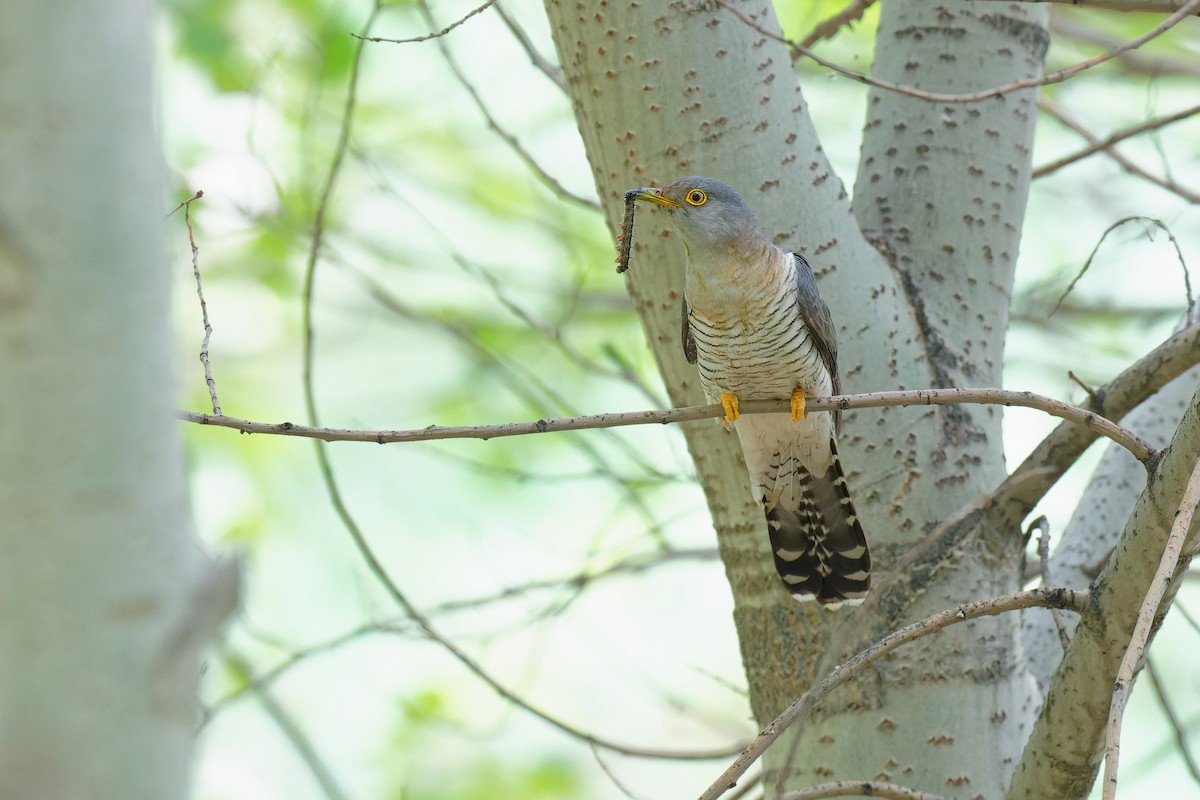 Common Cuckoo - ML355825971