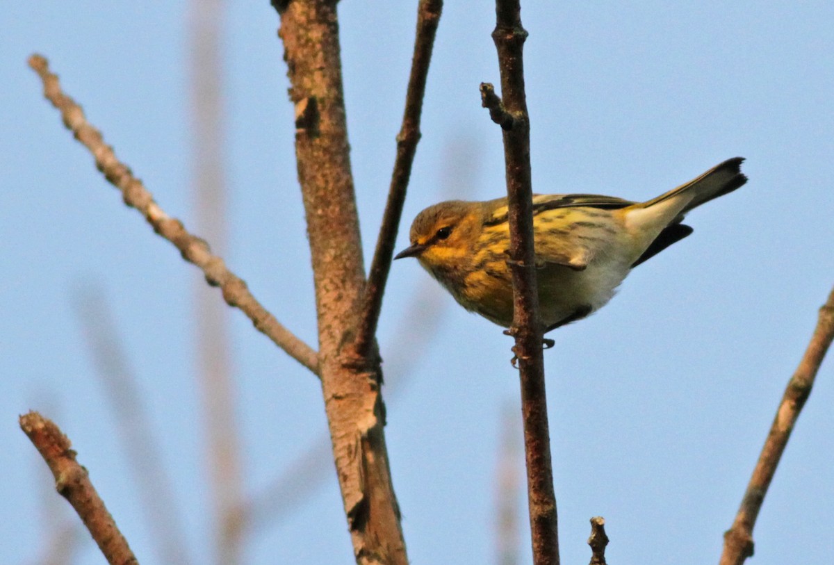 Cape May Warbler - ML35583351