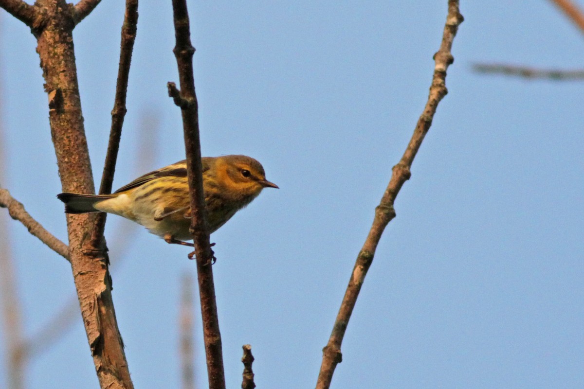 Cape May Warbler - ML35583361
