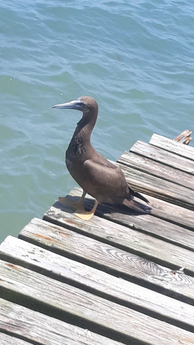 Brown Booby - ML355834101