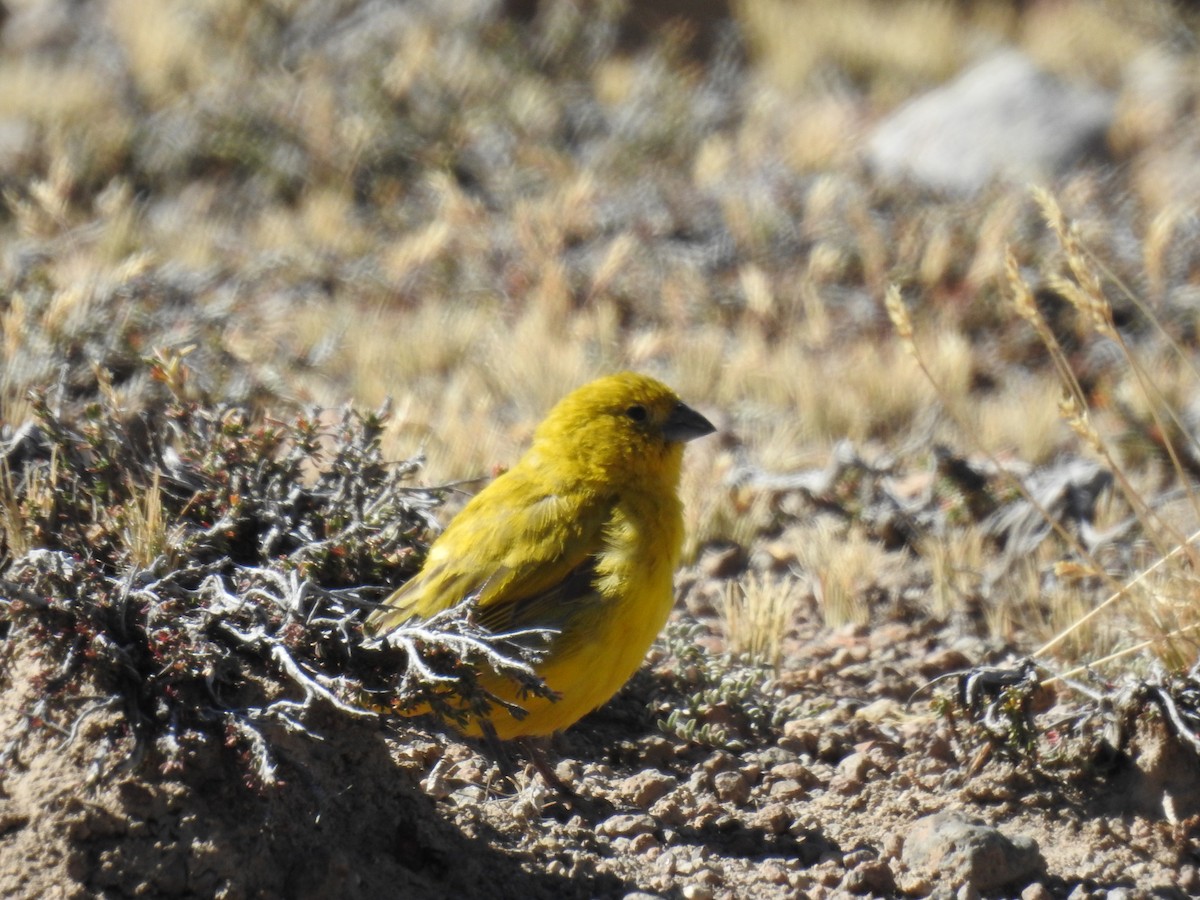 Puna Yellow-Finch - ML355835951