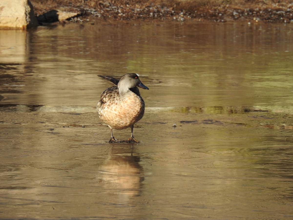 Crested Duck - ML355836071