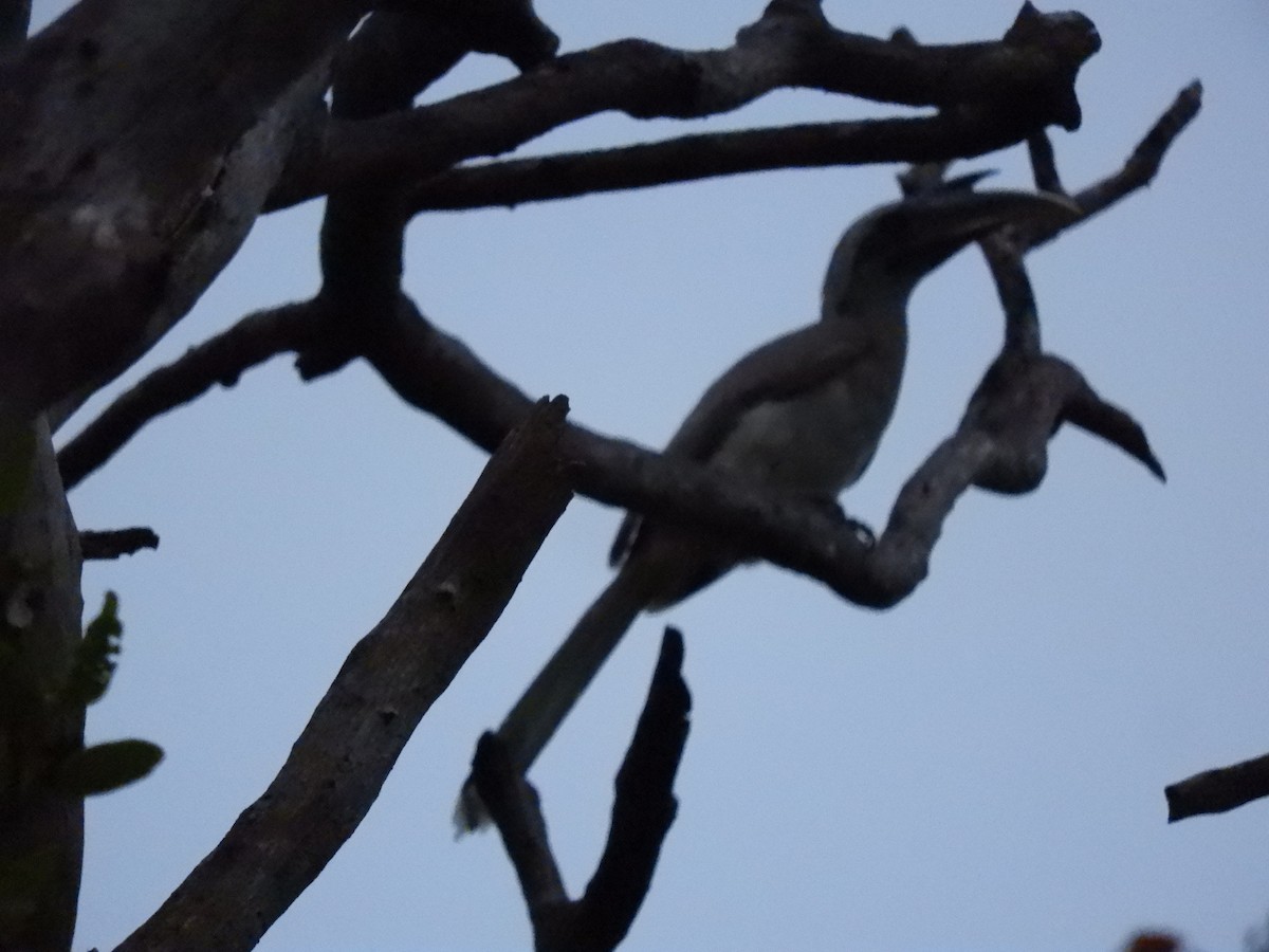 Indian Gray Hornbill - Samyak S