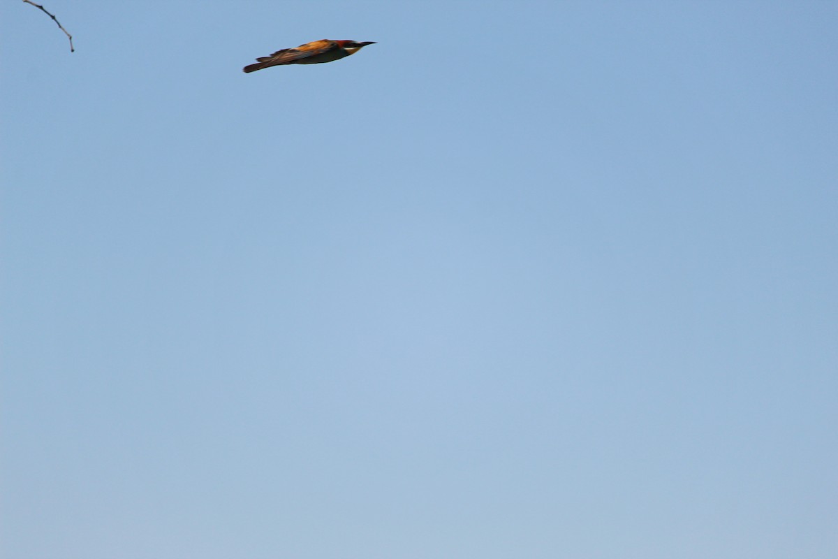 European Bee-eater - ML355837951