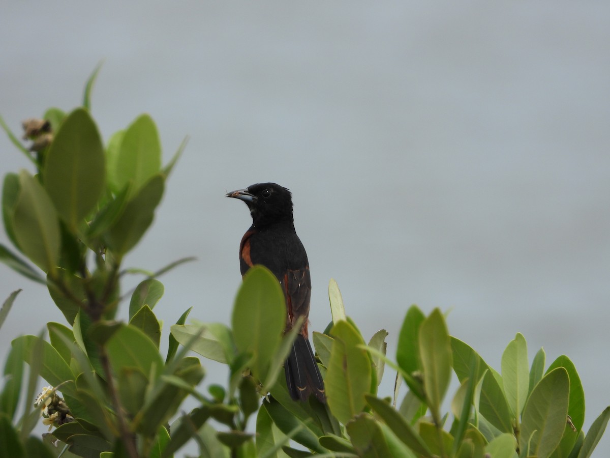Orchard Oriole - ML355838041