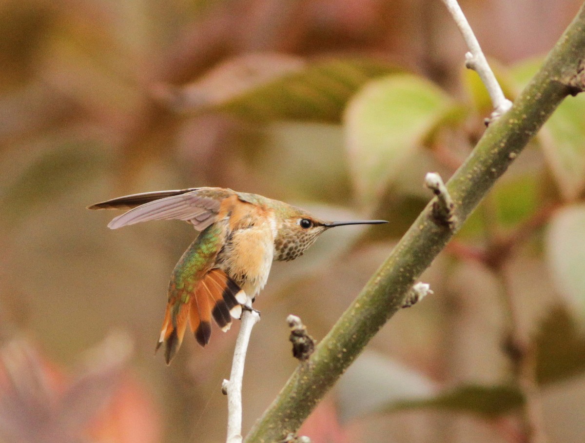 Rufous Hummingbird - Ian Davies