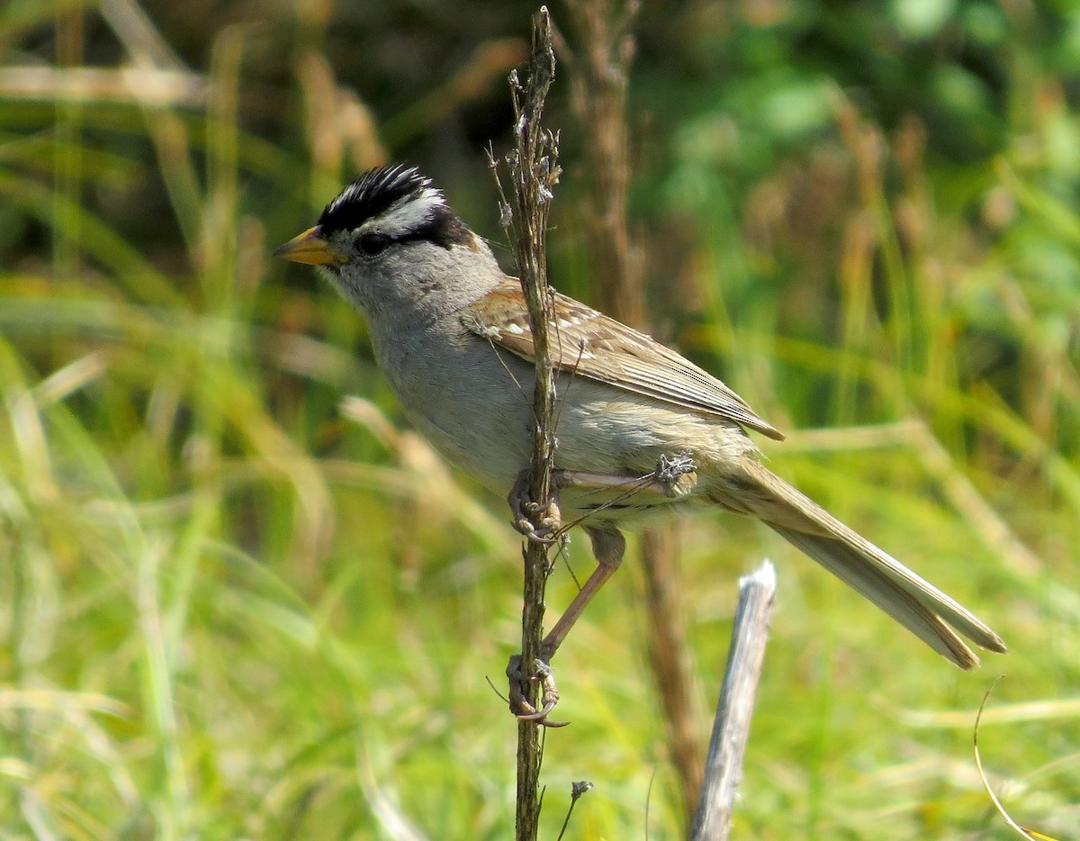 White-crowned Sparrow - Jamie Simmons