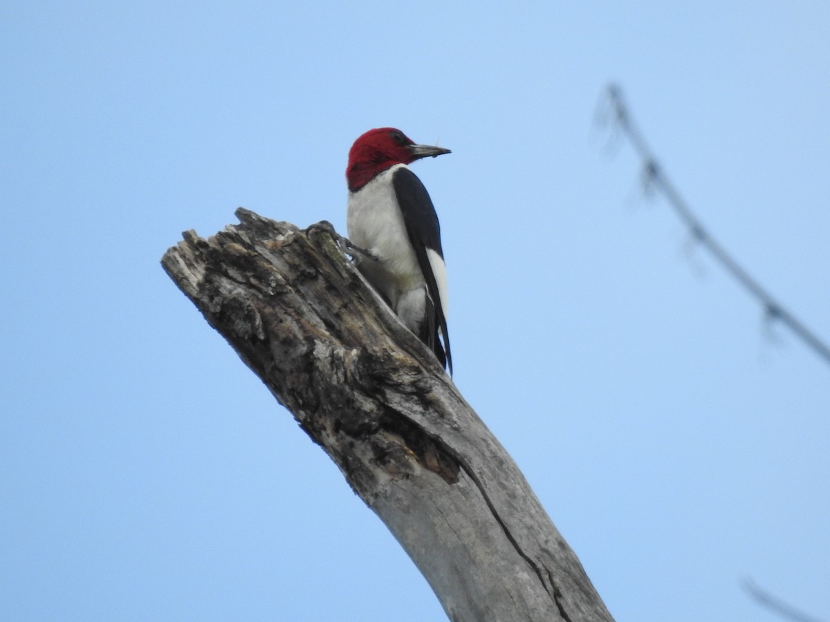 Red-headed Woodpecker - ML355840421