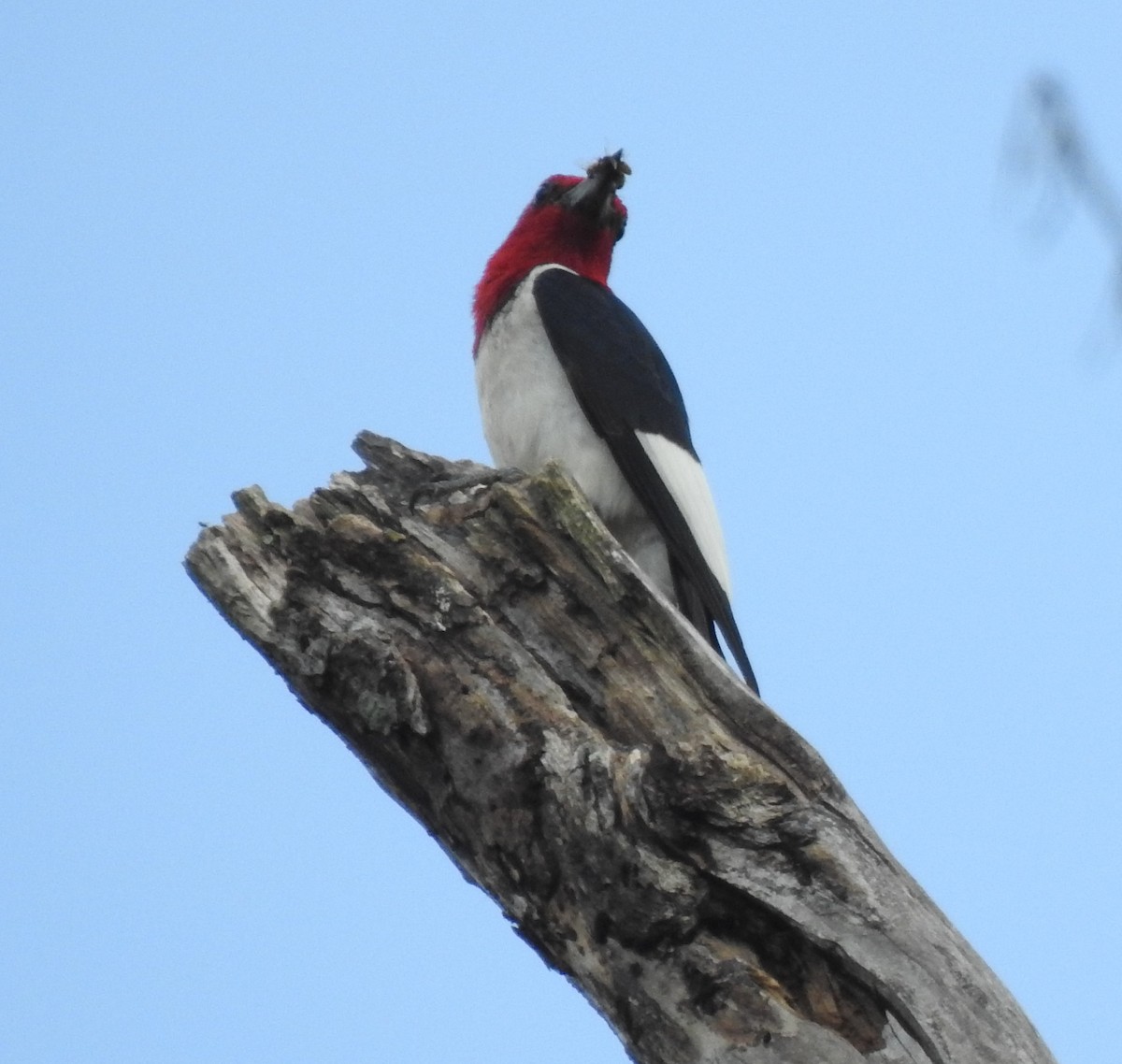 Red-headed Woodpecker - ML355840441