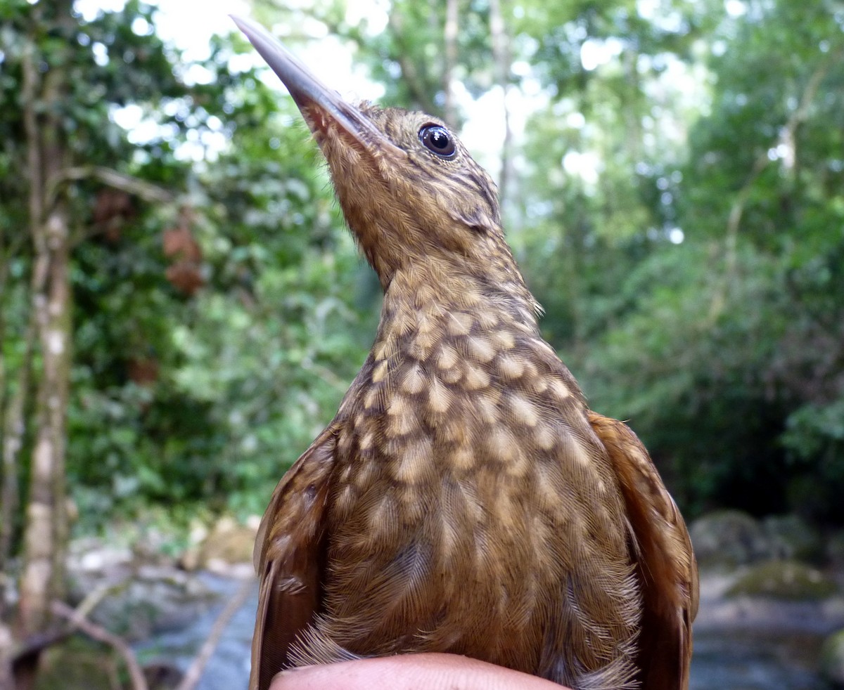 Long-tailed Woodcreeper - Georges Duriaux