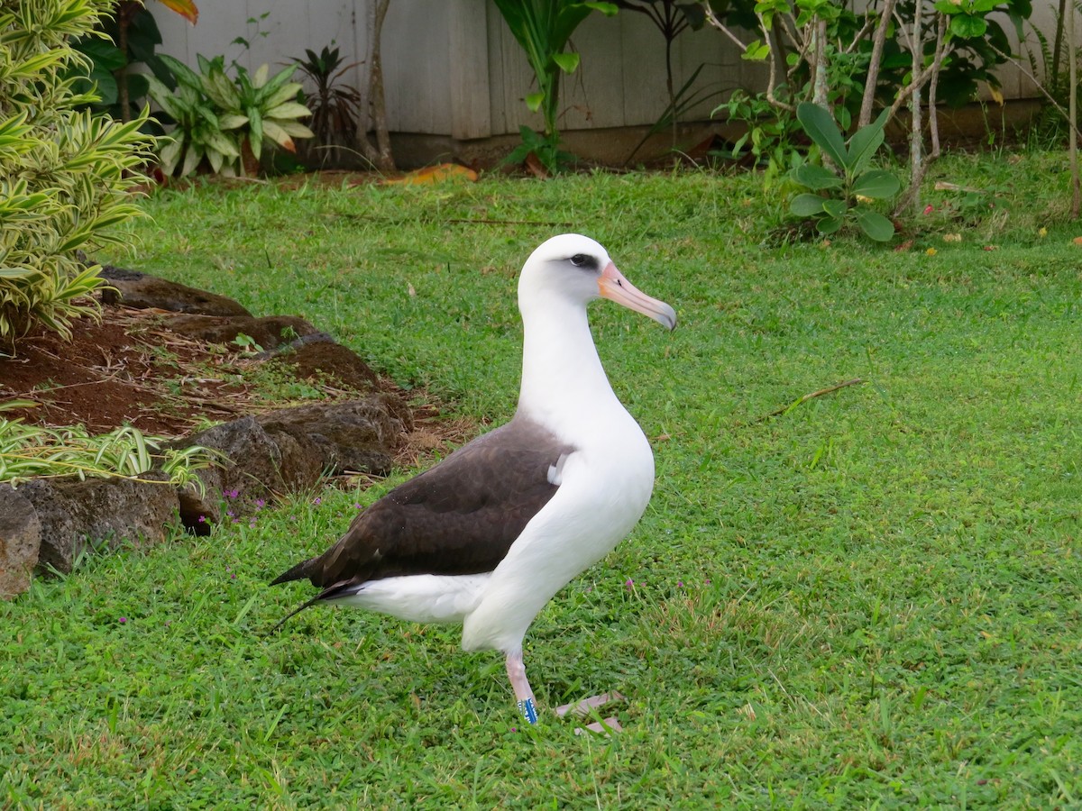 Laysan Albatross - ML35584781