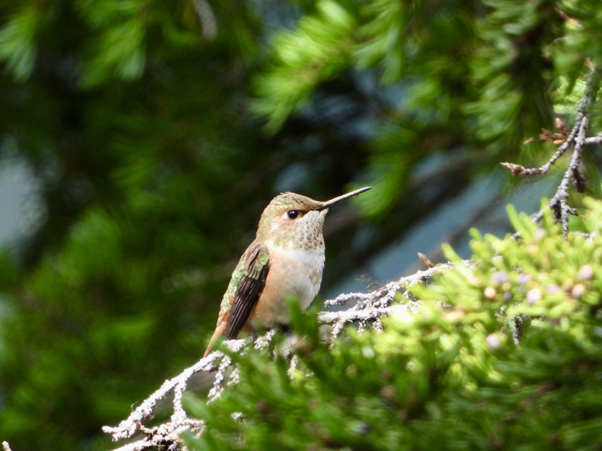 Rufous Hummingbird - ML355852561