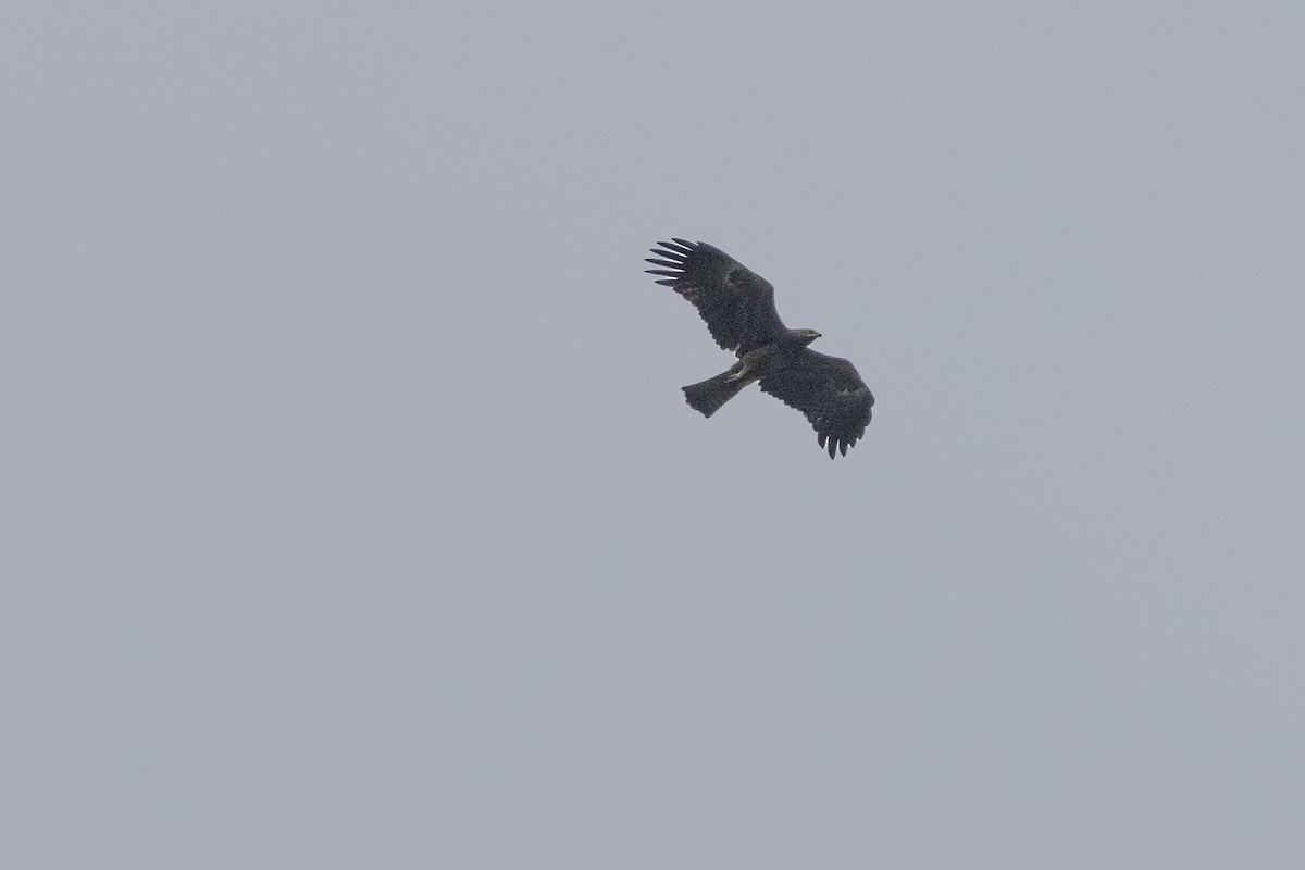 Black Eagle - ML355852791