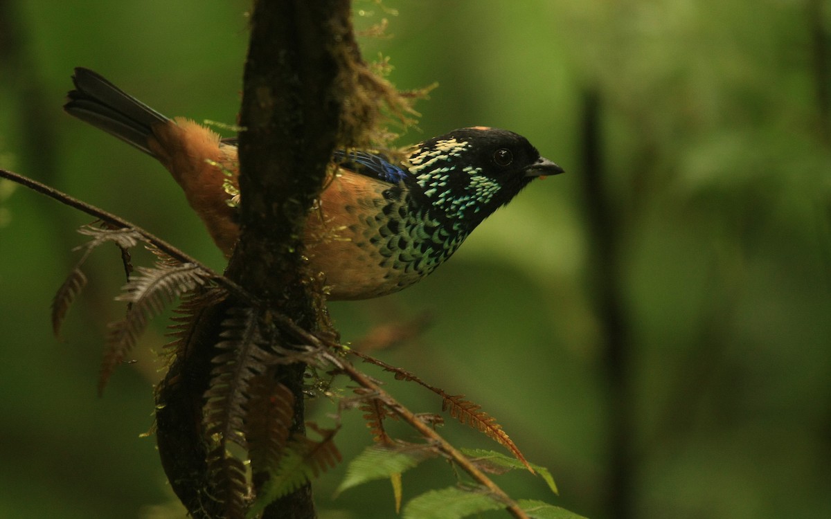 Spangle-cheeked Tanager - Tim Lenz