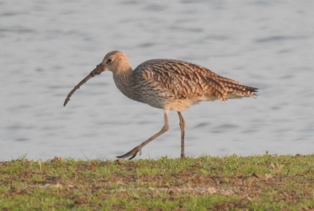 Eurasian Curlew - Anonymous