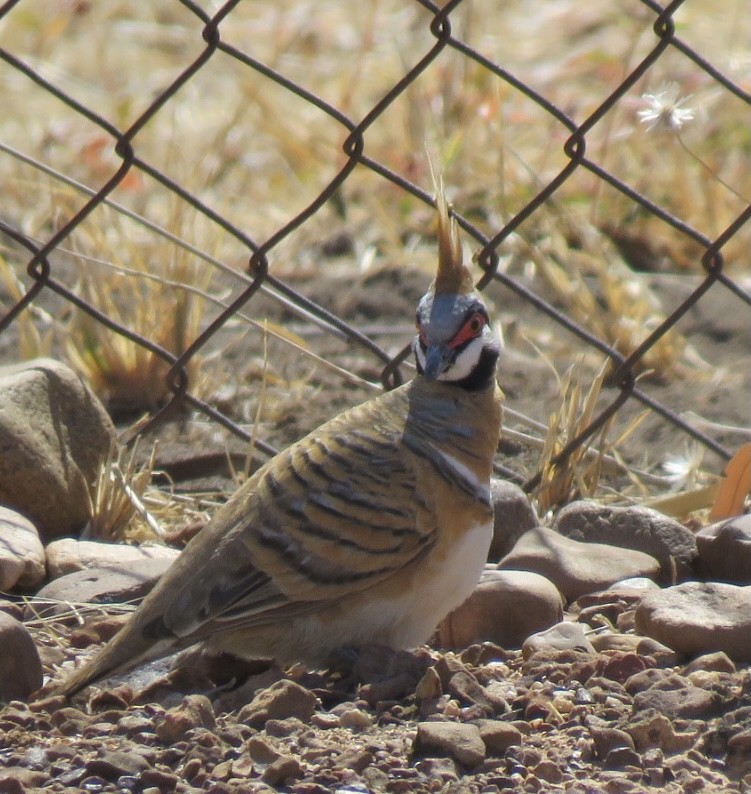 Spinifex Pigeon (White-bellied) - ML355862701