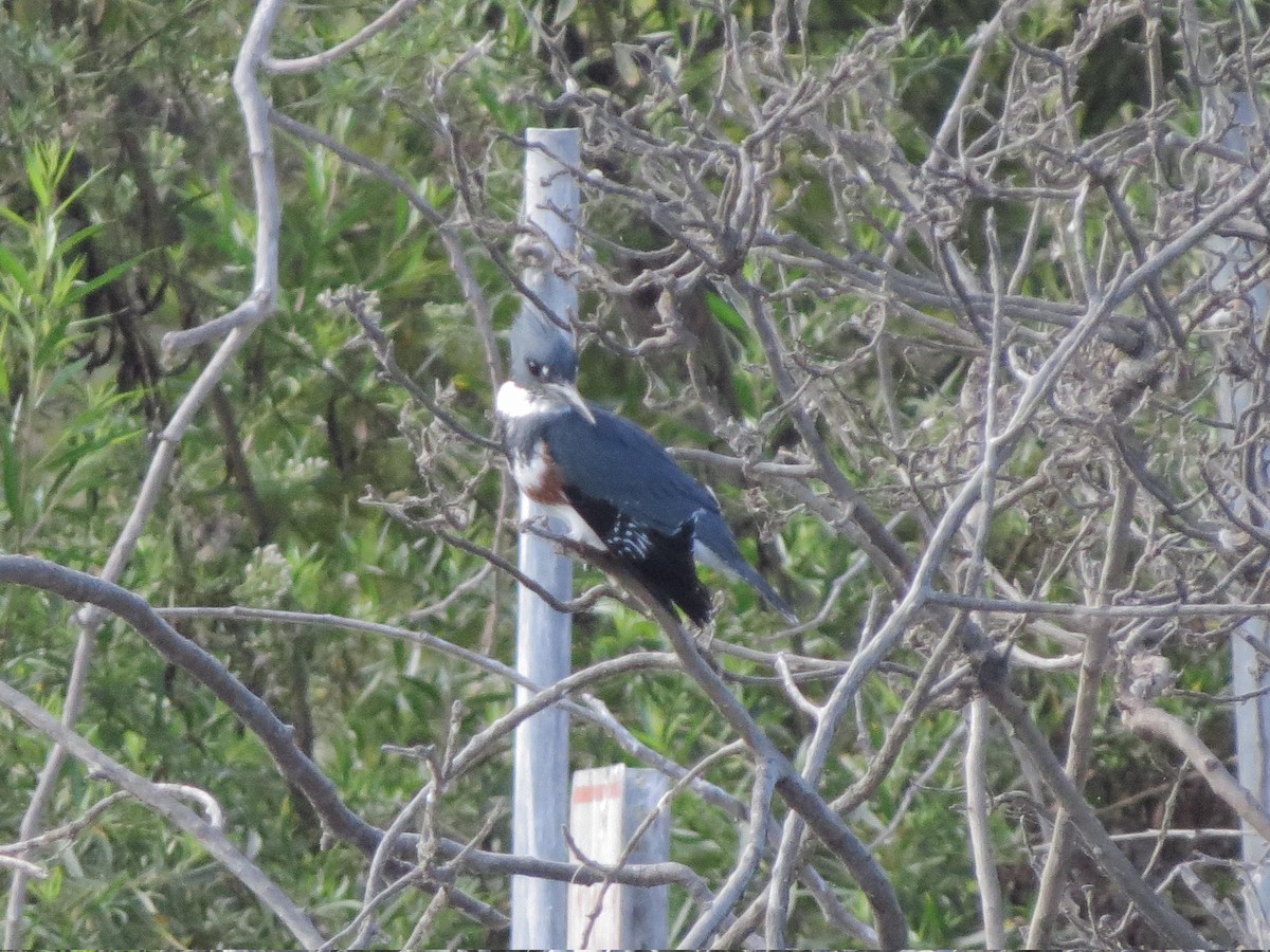 Belted Kingfisher - ML35586501