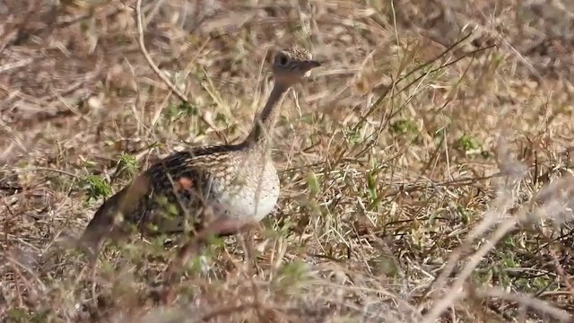 Red-crested Bustard - ML355867541