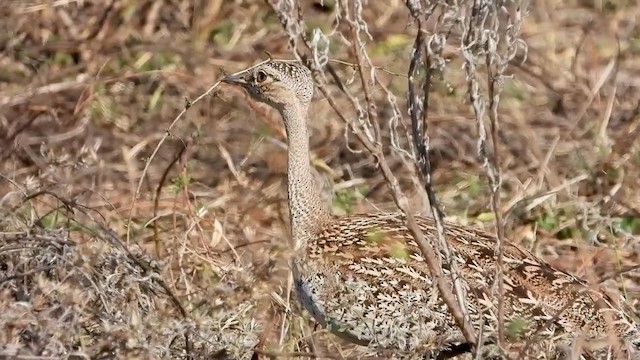 Red-crested Bustard - ML355867561