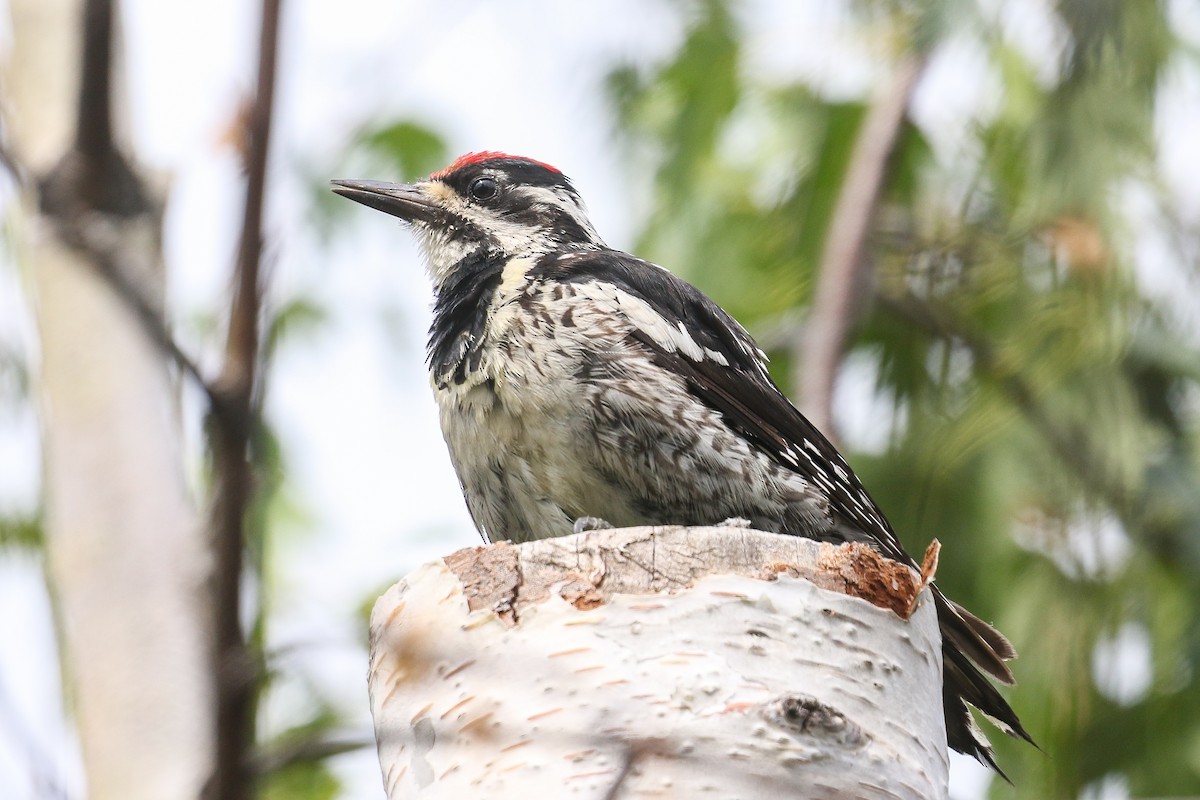 eBird Checklist 17 Jul 2021 HintonMaxwell Lake 34 species