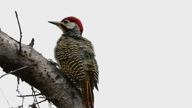 Bennett's Woodpecker - ML355869361