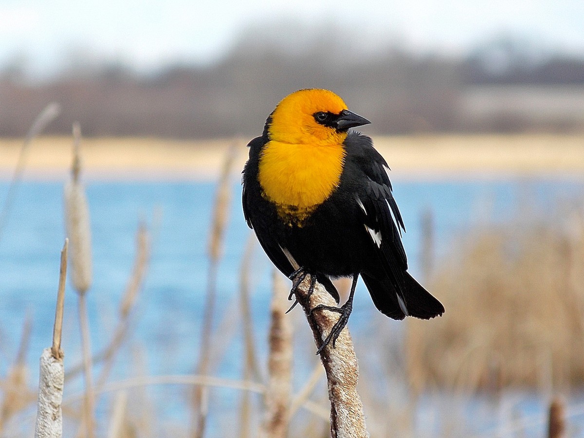 Yellow-headed Blackbird - ML35587241