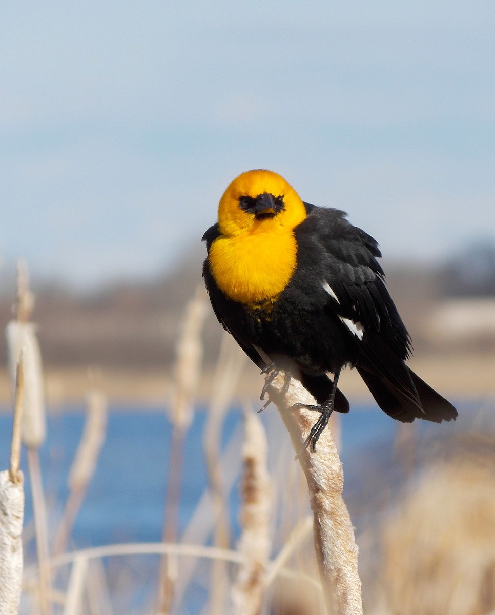 Yellow-headed Blackbird - ML35587301