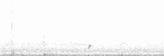 Spotless Crake - ML355875411