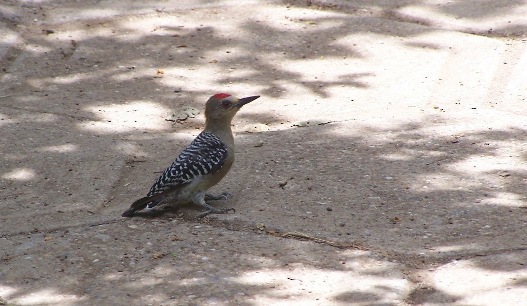 Red-crowned Woodpecker - Eduardo Freitez Gassán