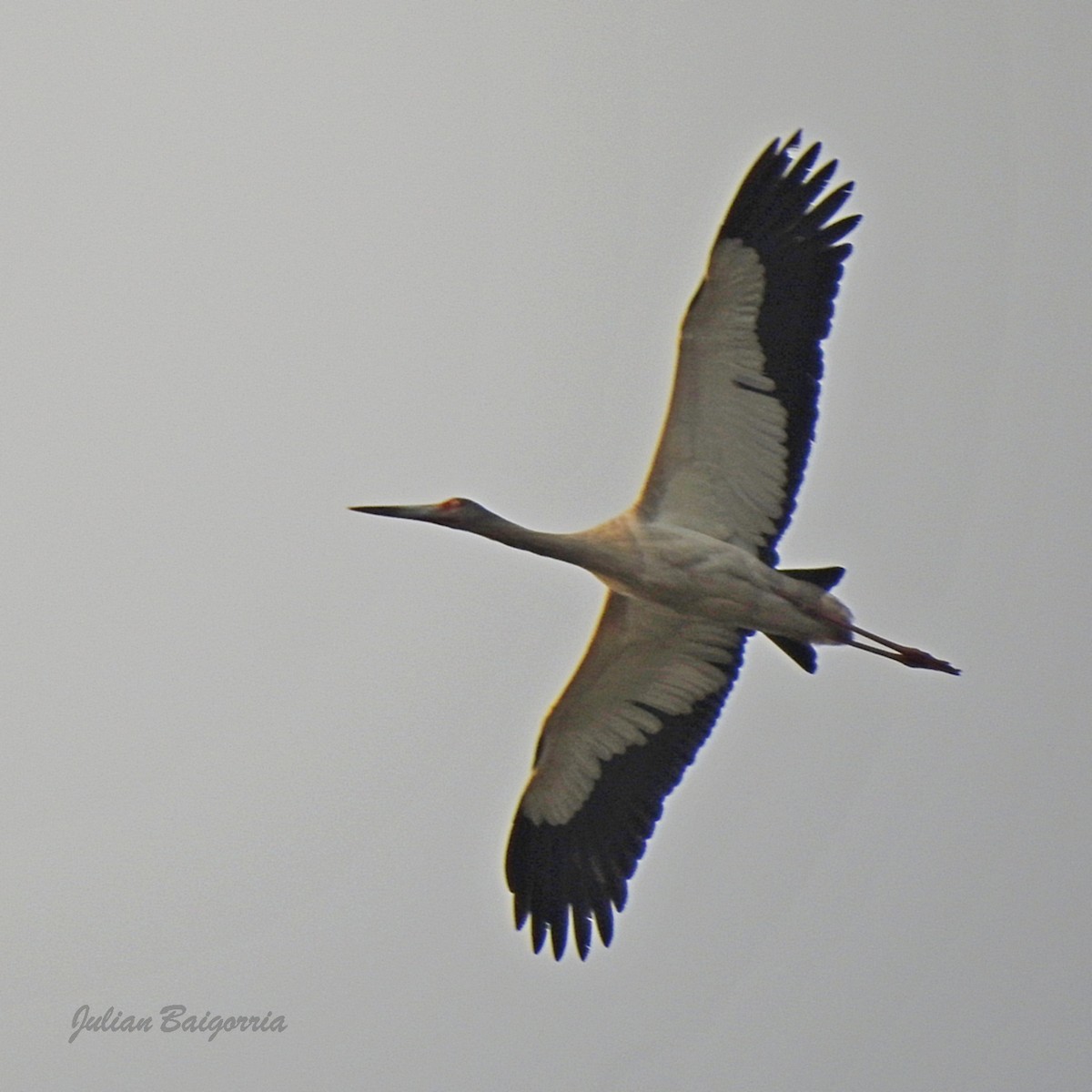 Maguari Stork - julian baigorria / Iguazú Birdwatching