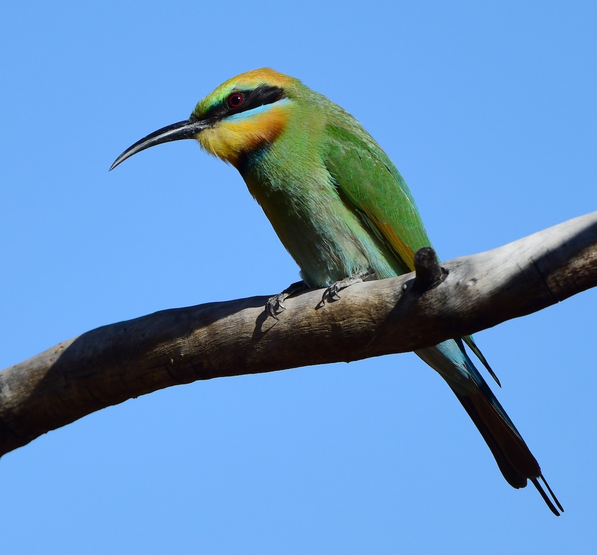 Rainbow Bee-eater - ML355879411