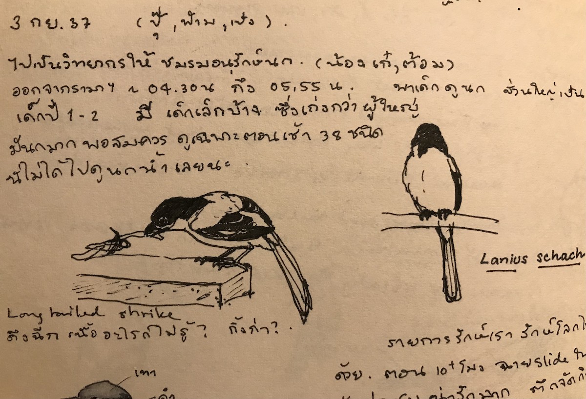 Long-tailed Shrike - Rungsrit Kanjanavanit