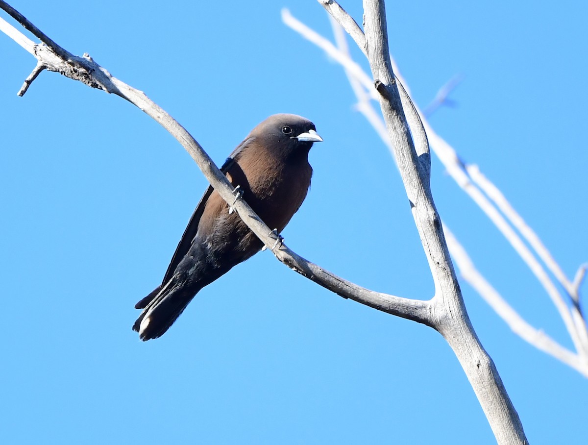 Little Woodswallow - Andy Gee
