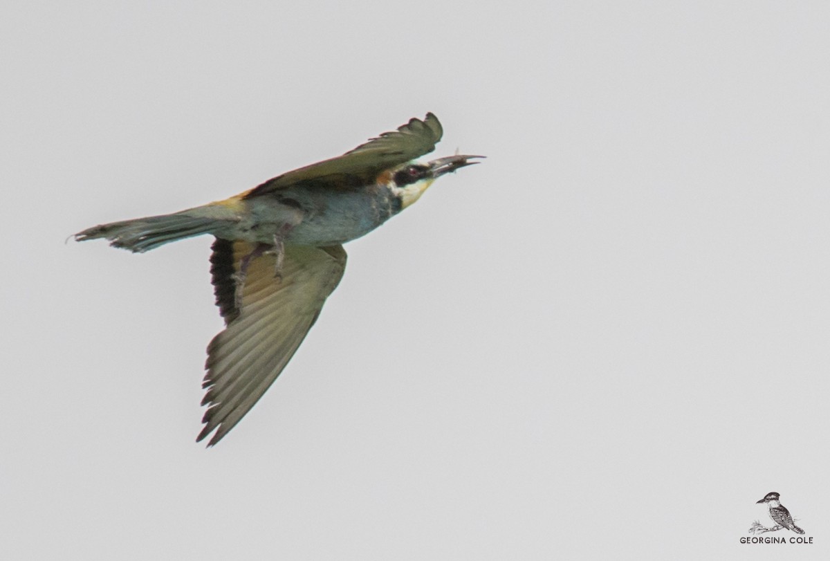 European Bee-eater - ML355888231