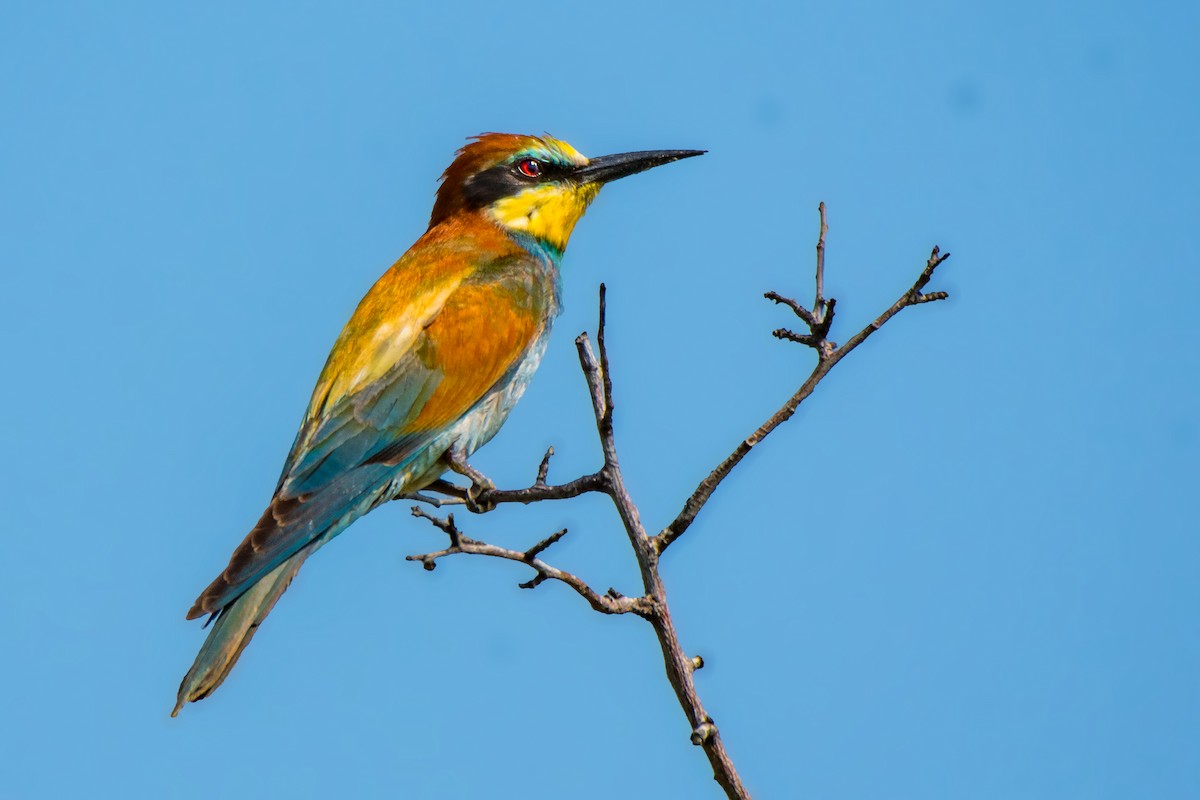 European Bee-eater - Parmil Kumar