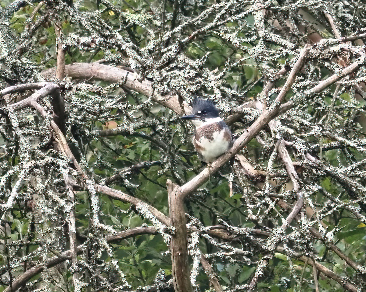 Belted Kingfisher - ML355904691