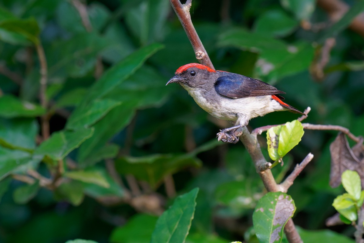 Scarlet-backed Flowerpecker - ML355906881