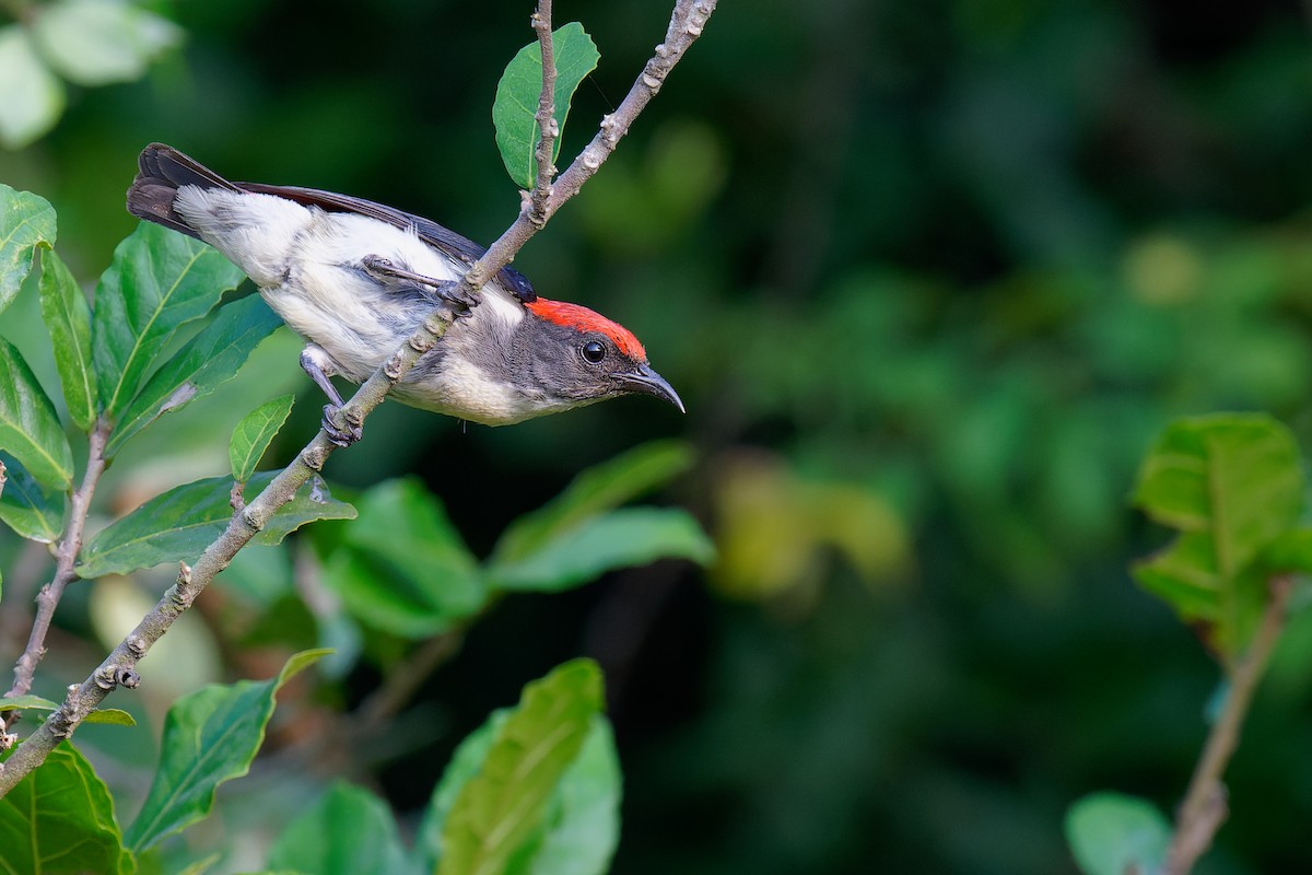 Scarlet-backed Flowerpecker - ML355906901